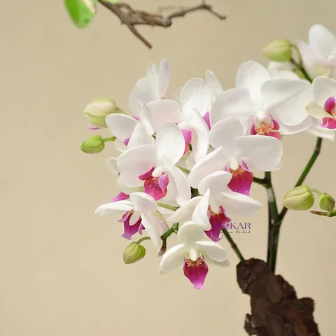 Chữ Ký Mẫu Và Cách Tạo Phong Cách Chữ Ký Cho Tên Điệp Ra Sao? Chữ Ký Mẫu Và Cách Tạo Phong Cách Chữ Ký Cho Tên Điệp Ra Sao?