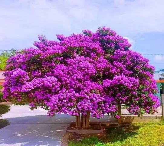 Có Nên Trồng Cây Hoa Bằng Lăng Trước Nhà Hay Không? Có Nên Trồng Cây Hoa Bằng Lăng Trước Nhà Hay Không?