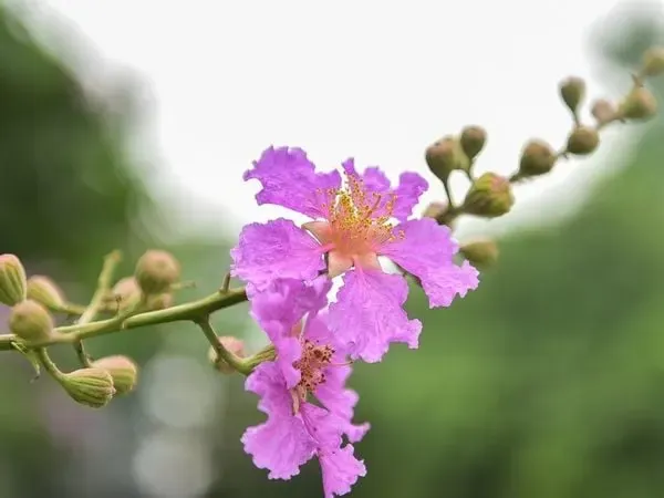 Ý Nghĩa Hoa Bằng Lăng Tím Gắn Liền Với Tuổi Học Trò Như Thế Nào? Ý Nghĩa Hoa Bằng Lăng Tím Gắn Liền Với Tuổi Học Trò Như Thế Nào?