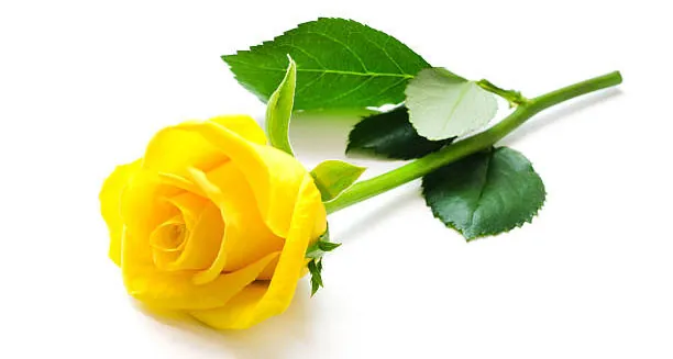 Tặng Bó Hoa Hồng Vàng Tươi Thắm Vào Dịp Sinh Nhật Bạn Bè Tặng Bó Hoa Hồng Vàng Tươi Thắm Vào Dịp Sinh Nhật Bạn Bè