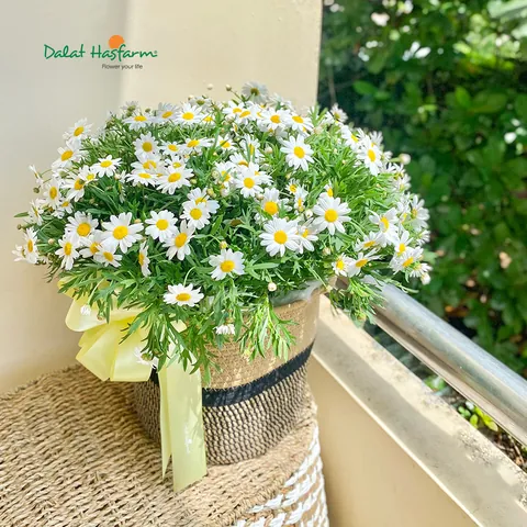 Vẻ Đẹp Dịu Dàng Của Loài Hoa Cúc Họa Mi Trắng Tinh Khôi Vẻ Đẹp Dịu Dàng Của Loài Hoa Cúc Họa Mi Trắng Tinh Khôi