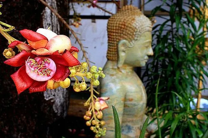 Ý Nghĩa Của Hoa Sala Trong Phật Giáo Và Đời Sống Tâm Linh Là Gì? Ý Nghĩa Của Hoa Sala Trong Phật Giáo Và Đời Sống Tâm Linh Là Gì?