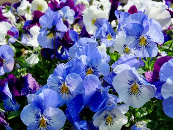Hoa Violet Nở Vào Mùa Nào Trong Năm?