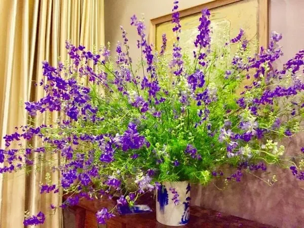 Hoa Violet Là Gì Và Nguồn Gốc Xuất Xứ Từ Đâu?