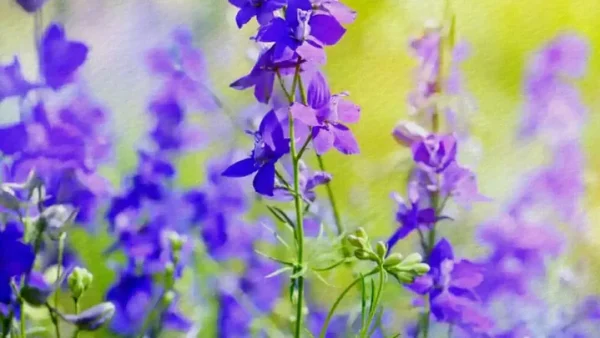 Ý Nghĩa Hoa Violet Là Gì? Biểu Tượng Sắc Tím Trong Tình Yêu Và Cuộc Sống