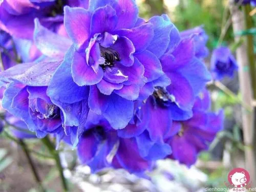 Nên Tặng Hoa Violet Vào Những Dịp Quan Trọng Nào?