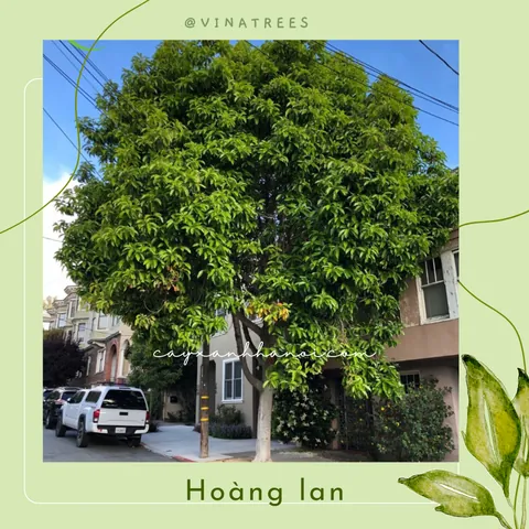 Tên Hoàng Ngọc Lan Có Ý Nghĩa Gì Đặc Biệt?