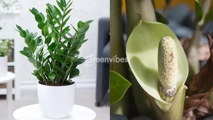 Ý Nghĩa Phong Thủy Và Hiện Tượng Cây Kim Phát Tài Ra Hoa Ý Nghĩa Phong Thủy Và Hiện Tượng Cây Kim Phát Tài Ra Hoa