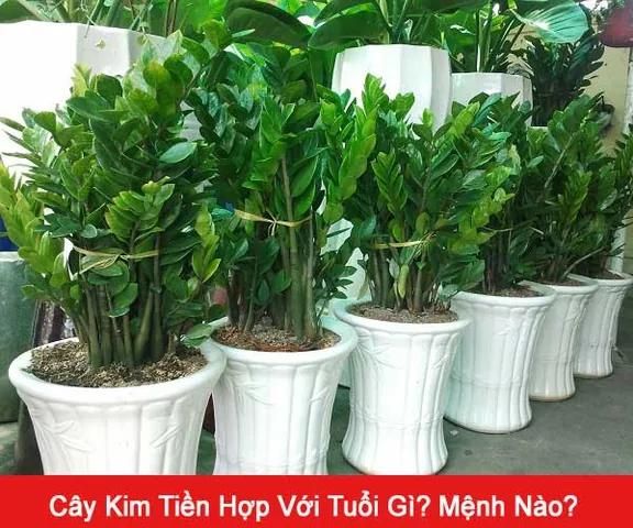 Mức Độ Hòa Hợp Trong Phong Thủy Ngũ Hành Của Tên Kim Phát Mức Độ Hòa Hợp Trong Phong Thủy Ngũ Hành Của Tên Kim Phát