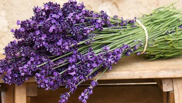 Ý Nghĩa Tên Lavender Là Gì? Khám Phá Nguồn Gốc Và Biểu Tượng Của Loài Hoa Oải Hương