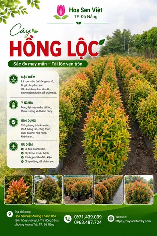 Chỉ Số Thần Số Học Ẩn Giấu Trong Tên Lê Thị Hồng Ngọc Chỉ Số Thần Số Học Ẩn Giấu Trong Tên Lê Thị Hồng Ngọc