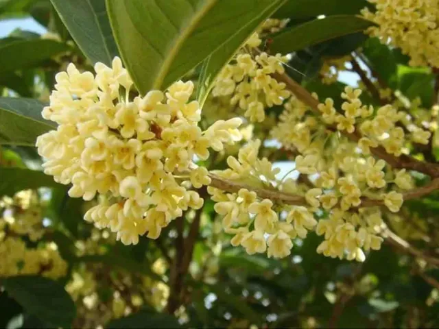 Giá Bán Cây Mộc Hương Hiện Nay Dao Động Trong Khoảng Nào? Giá Bán Cây Mộc Hương Hiện Nay Dao Động Trong Khoảng Nào?