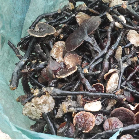 Đặc Điểm Tính Cách Nổi Bật Của Người Tên Linh Chi Là Gì? Đặc Điểm Tính Cách Nổi Bật Của Người Tên Linh Chi Là Gì?
