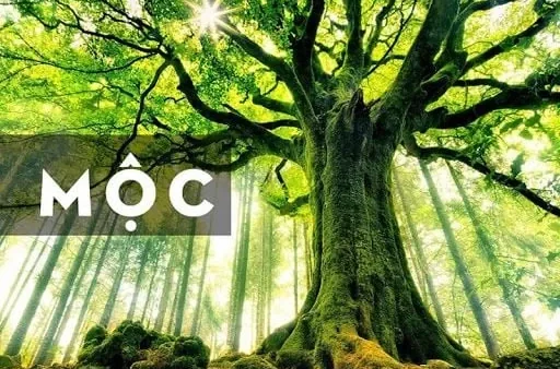 Ý Nghĩa Tên Nguyên Mộc Lan Là Gì? Khám Phá Chi Tiết Từ A-Z