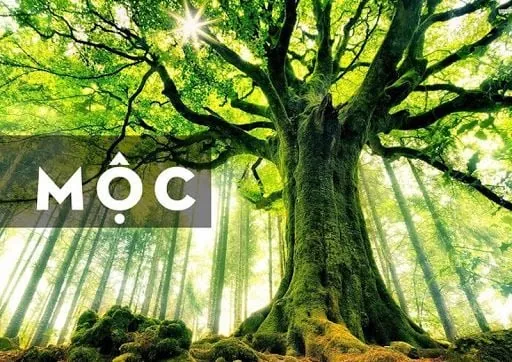 Ý Nghĩa Tên Nguyên Mộc Lan Là Gì? Khám Phá Chi Tiết Từ A-Z