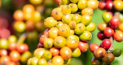 Ý Nghĩa Tên Trung Nguyên Là Gì? Khám Phá Nguồn Gốc Và Tầm Vìn Sau Thương Hiệu Cà Phê Hàng Đầu