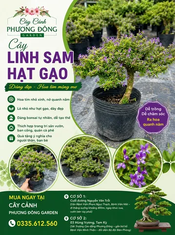 Ý Nghĩa Tên Nguyễn Văn Sâm Là Gì? Phân Tích Chi Tiết Phong Thủy Và Thần Số Học Ý Nghĩa Tên Nguyễn Văn Sâm Là Gì? Phân Tích Chi Tiết Phong Thủy Và Thần Số Học